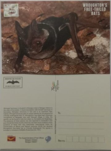 Wroughton' S Free -Tailed Bats Maxi Card