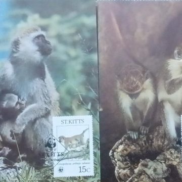 WWF -Green Monkeys -ST.KITTS Set of 4 Maximum Cards