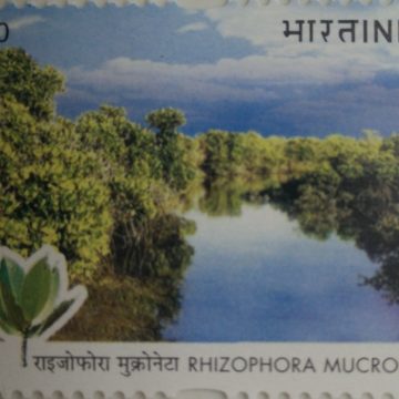 8th Session of the Conference of the parties to the United Nations Framework Convention on Climate Change, Rhizophora mucronata (Hinged/Gum washed)