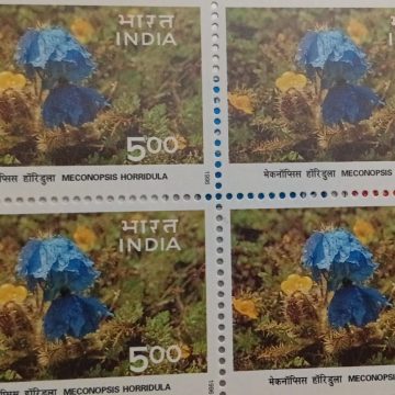 Himalayan Ecology,saussurea simpsoniana, phen kamal (Block of 4 stamp)