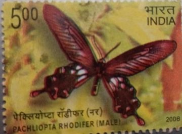Endemic Butterflies Of Andaman And Nicobar Islands:Pachliopta Rhodifer