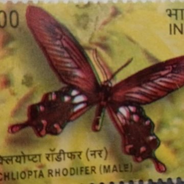 Endemic Butterflies Of Andaman And Nicobar Islands:Pachliopta Rhodifer